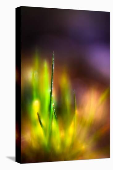 Dew on Grass-Ursula Abresch-Premier Image Canvas