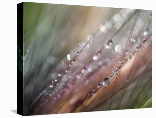 Dew-Ursula Abresch-Premier Image Canvas