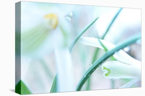 Dewdrops Kissing Snowdrops-Jacob Berghoef-Premier Image Canvas