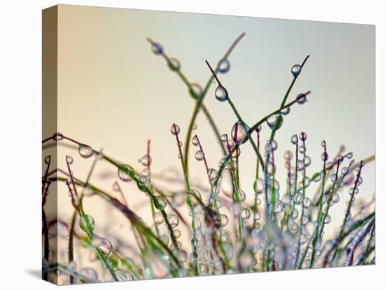 Dewy Grass-Cora Niele-Premier Image Canvas