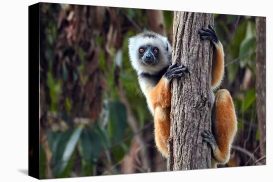 Diademed Sifaka Lemur (Propithecus Diadema) Â€“ Portrait, Madagascar Nature-mirecca-Premier Image Canvas