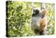 Diademed Sifaka (Propithecus Diadema), a Large Lemur in Perinet Reserve-Matthew Williams-Ellis-Premier Image Canvas