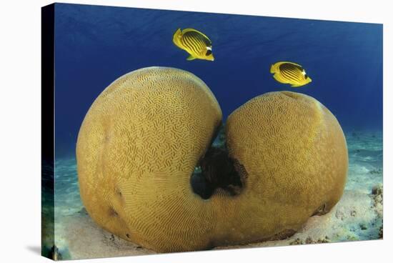 Diagonal Butterflyfish-null-Premier Image Canvas