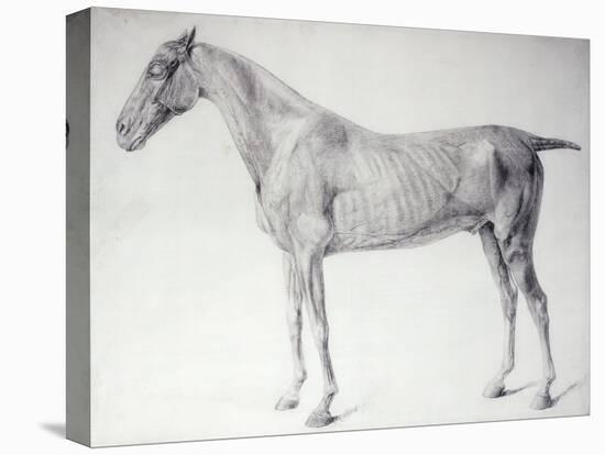 Diagram from The Anatomy of the Horse-George Stubbs-Premier Image Canvas