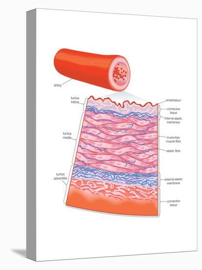 Diagram of an Artery-Encyclopaedia Britannica-Stretched Canvas