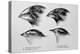 Diagram of Beaks of Galapagos Finches by Darwin-Jeremy Burgess-Premier Image Canvas