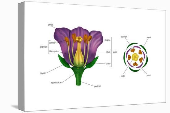 Diagram on Right Shows Arrangement of Floral Parts in Cross Section at the Flower's Base. Plants-Encyclopaedia Britannica-Stretched Canvas