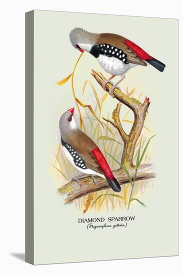 Diamond Sparrow-Arthur G. Butler-Stretched Canvas