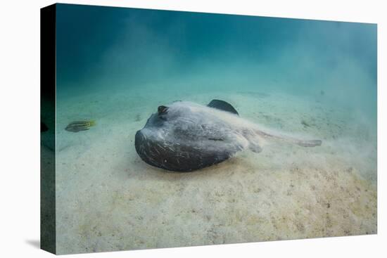 Diamond Stingray (Dasyatis Brevis), Galapagos Islands, Ecuador-Pete Oxford-Premier Image Canvas