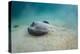 Diamond Stingray (Dasyatis Brevis), Galapagos Islands, Ecuador-Pete Oxford-Premier Image Canvas