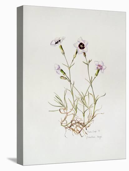 Dianthus 'Argus', 1997-Alison Cooper-Premier Image Canvas