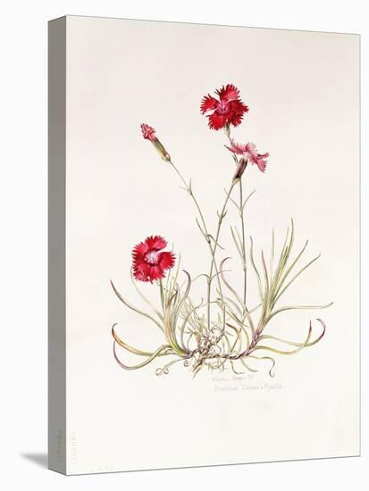 Dianthus Caesar's Mantle, 1997-Alison Cooper-Premier Image Canvas