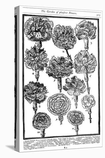 Dianthus (Carnations and Pink), 1629-null-Premier Image Canvas