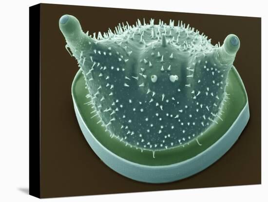 Diatom, SEM-Steve Gschmeissner-Premier Image Canvas