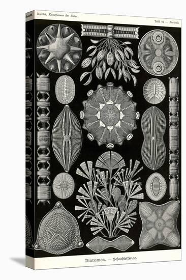 Diatoms-Ernst Haeckel-Stretched Canvas