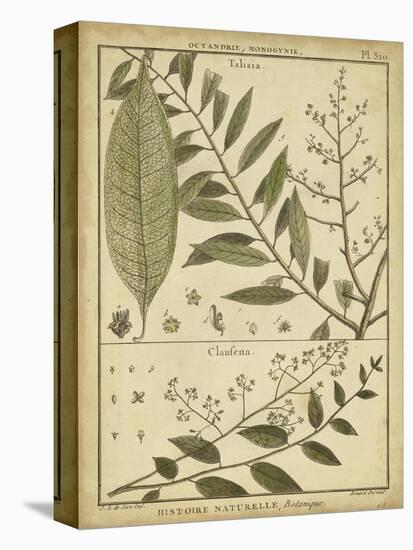 Diderot Antique Ferns I-Daniel Diderot-Stretched Canvas