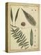 Diderot Antique Ferns III-Daniel Diderot-Stretched Canvas