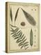 Diderot Antique Ferns III-Daniel Diderot-Stretched Canvas