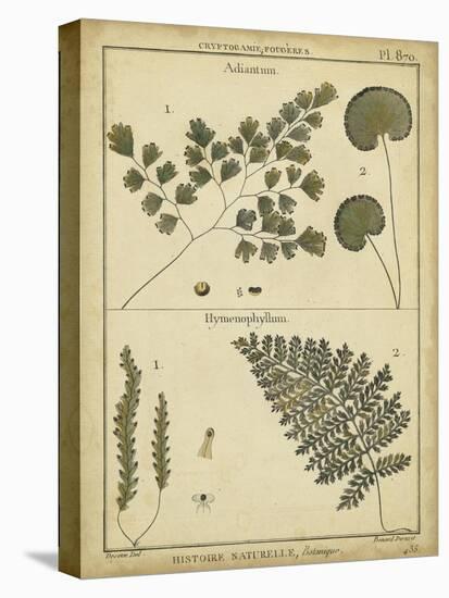 Diderot Antique Ferns IV-Daniel Diderot-Stretched Canvas