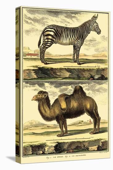 Diderot's Zebra and Camel-Denis Diderot-Stretched Canvas