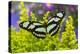 Dido Longwing Butterfly or Scarce Bamboo Page-Darrell Gulin-Premier Image Canvas