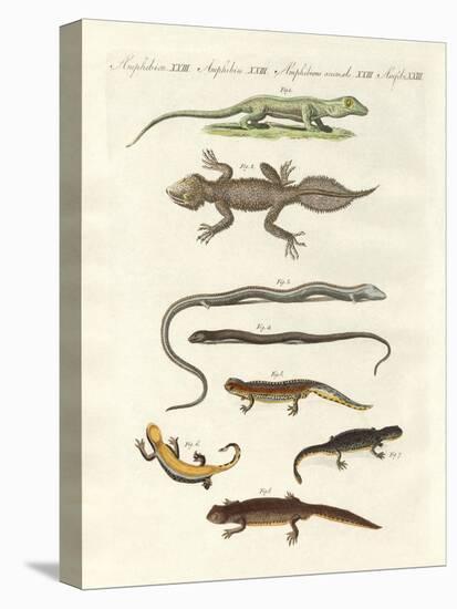 Different Kinds of Lizards-null-Premier Image Canvas