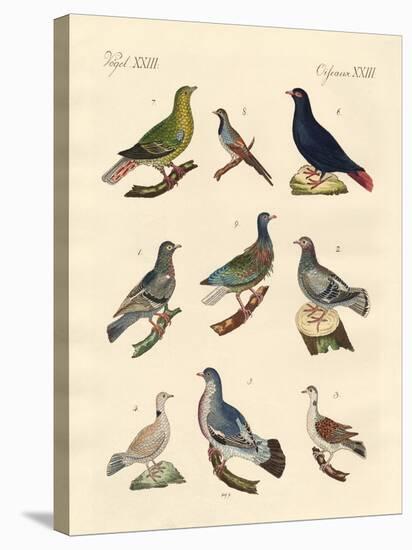 Different Kinds of Pigeons-null-Premier Image Canvas