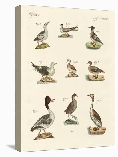 Different Kinds of Waterbirds-null-Premier Image Canvas