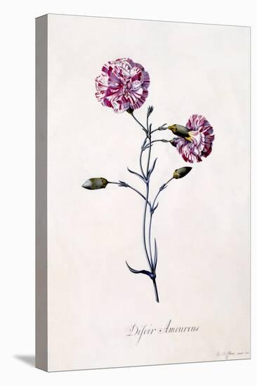 Difor Amourius, Carnation, C.1745-Georg Dionysius Ehret-Premier Image Canvas