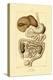 Digestive System, 1833-39-null-Premier Image Canvas