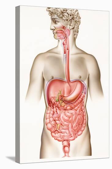 Digestive System-John Bavosi-Premier Image Canvas