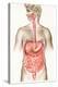 Digestive System-John Bavosi-Premier Image Canvas