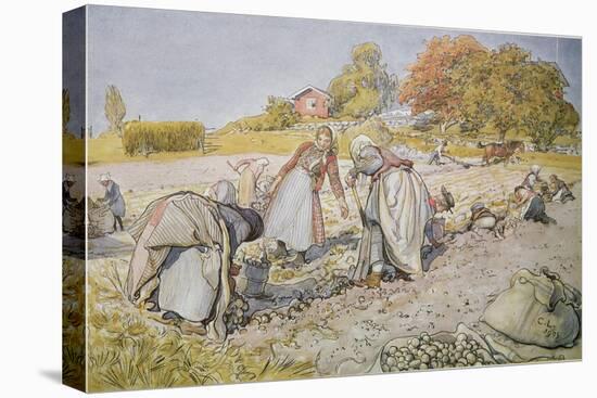 Digging Potatoes, 1905-Carl Larsson-Premier Image Canvas