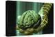 Digital Brain-Laguna Design-Premier Image Canvas