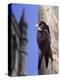 Digital Composite Common - European Swift (Apus Apus) Adult Clinging To A Building, UK-Kim Taylor-Premier Image Canvas