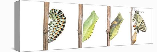 Digital composite of Swallowtail butterfly-Edwin Giesbers-Premier Image Canvas