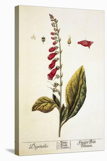 Digitalis Plant, 18th Century-Science Photo Library-Premier Image Canvas