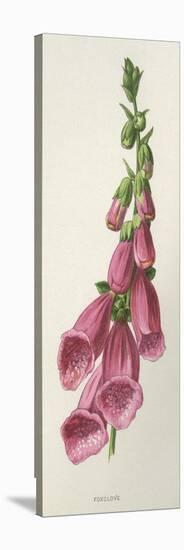 Digitalis Purpurea-F Edward Hulme-Stretched Canvas