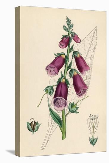 Digitalis Purpurea-null-Stretched Canvas