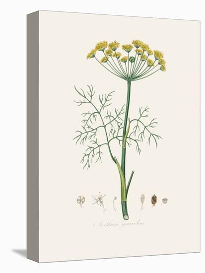 Dill (Anethum Graveolens) Medical Botany-John Stephenson and James Morss Churchill-Premier Image Canvas