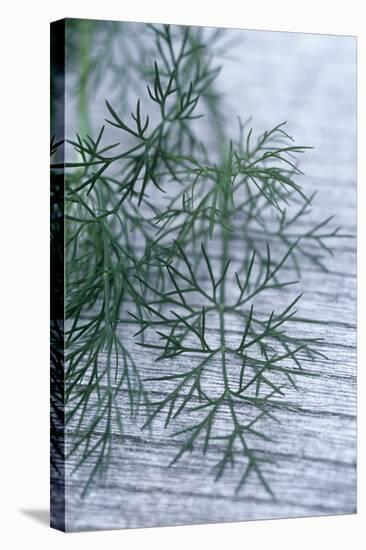 Dill Leaves-Maxine Adcock-Premier Image Canvas