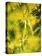 Dill with Flowers-Ulrike Holsten-Premier Image Canvas