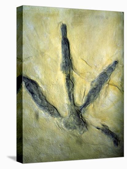 Dinosaur Footprint-Sinclair Stammers-Premier Image Canvas