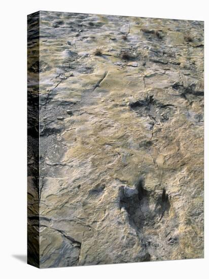 Dinosaur Trackway, Clayton Lake State Park, Clayton, New Mexico, USA-Michael Snell-Premier Image Canvas