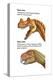 Dinosaur-Encyclopaedia Britannica-Stretched Canvas