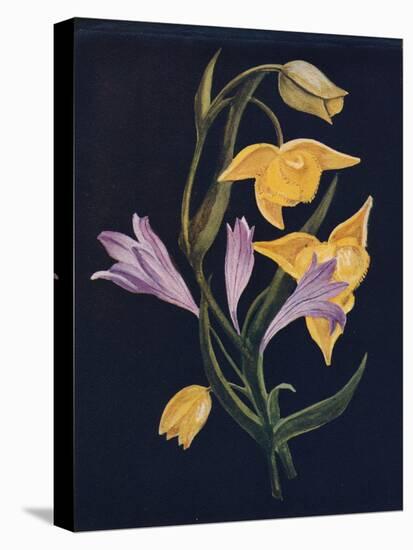 'Diogenes Lantern & Harvest Brodiaea',  c1915, (1915)-Emma Graham Clock-Premier Image Canvas