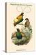 Diphyllodes Speciosa -Magnificent Bird of Paradise-John Gould-Stretched Canvas