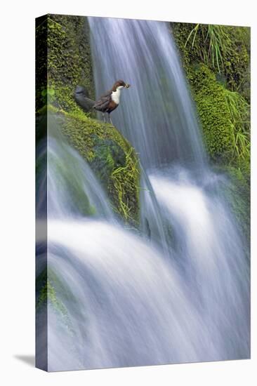 Dipper (Cinclus Cinclus) Perched on Moss-Covered Waterfall, Peak District Np, Derbyshire, UK-Ben Hall-Premier Image Canvas