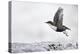 Dipper (Cinclus cinclus) taking off from water, Kuusamo, Finland, January-Markus Varesvuo-Premier Image Canvas