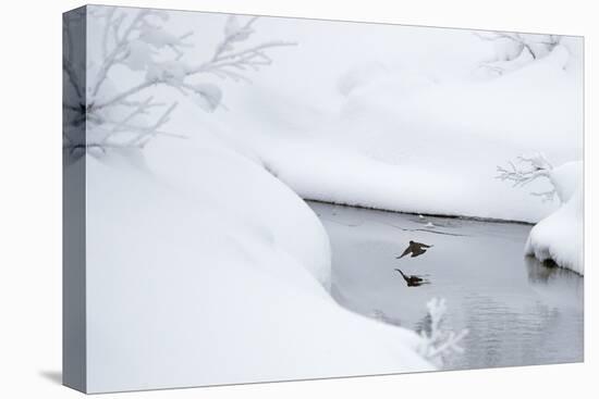 Dipper in stream surrounded by snow, Inai Kiilopaa, Finland-Markus Varesvuo-Premier Image Canvas